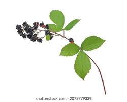 Attēlu rezultāti vaicājumam “Rubus plicatus leaf”
