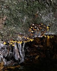 Attēlu rezultāti vaicājumam “Polycephalomyces tomentosus”