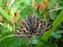Attēlu rezultāti vaicājumam “Callistege mi”