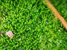 Attēlu rezultāti vaicājumam “Riccardia latifrons”