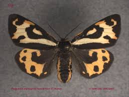 Attēlu rezultāti vaicājumam “Parasemia plantaginis”