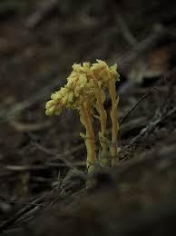 Attēlu rezultāti vaicājumam “Monotropa hypopitys fruit”