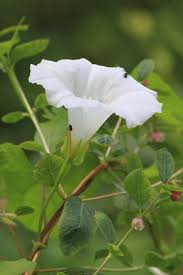 Attēlu rezultāti vaicājumam “Calystegia sepium flower”