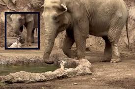 Image result for gesto dell