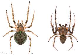 Attēlu rezultāti vaicājumam “Araneidae”