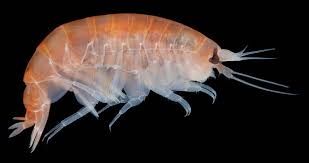 Attēlu rezultāti vaicājumam “Amphipoda”