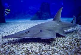 Image result for Rhynchobatus australiae