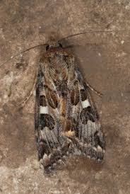 Attēlu rezultāti vaicājumam “Protoschinia scutosa”