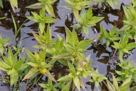 Attēlu rezultāti vaicājumam “Lysimachia thyrsiflora bud”
