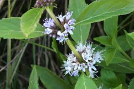 Attēlu rezultāti vaicājumam “Mentha arvensis flower”
