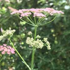 Image result for Pimpinella major