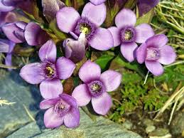 Attēlu rezultāti vaicājumam “Gentianella campestris”