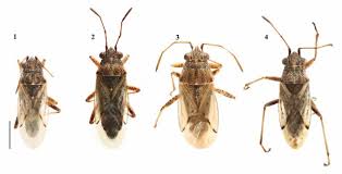 Attēlu rezultāti vaicājumam “Lygaeidae”