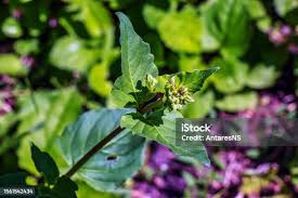 Attēlu rezultāti vaicājumam “Circaea lutetiana bud”