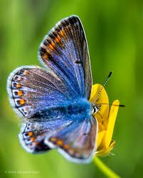 Attēlu rezultāti vaicājumam “Polyommatus icarus male”