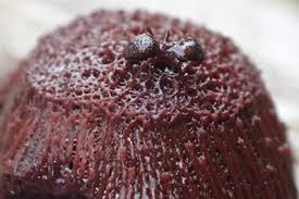 Attēlu rezultāti vaicājumam “Symphytocarpus flaccidus”