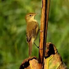 Attēlu rezultāti vaicājumam “Acrocephalus dumetorum”