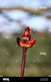 Attēlu rezultāti vaicājumam “Acer saccharinum bud”