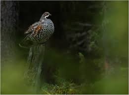 Attēlu rezultāti vaicājumam “Tetrastes bonasia juvenile”