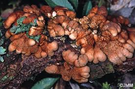 Attēlu rezultāti vaicājumam “Hypocreopsis lichenoides”