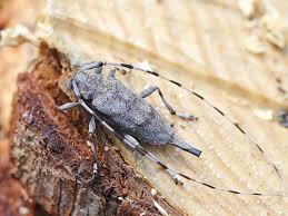 Attēlu rezultāti vaicājumam “Acanthocinus aedilis”