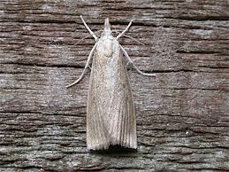 Attēlu rezultāti vaicājumam “Calamotropha paludella”