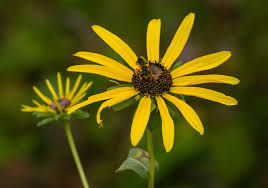 Attēlu rezultāti vaicājumam “Rudbeckia hirta var. hirta flower”