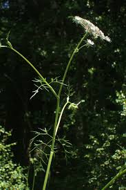 Attēlu rezultāti vaicājumam “Peucedanum palustre flower”
