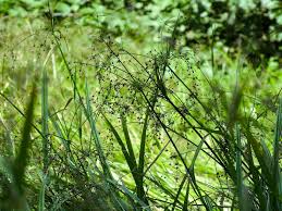 Attēlu rezultāti vaicājumam “Scirpus sylvaticus flower”