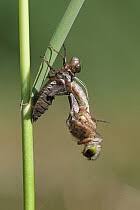 Attēlu rezultāti vaicājumam “Leucorrhinia pectoralis”