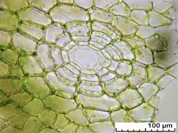 Attēlu rezultāti vaicājumam “Reboulia hemisphaerica”