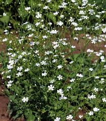Image result for Gypsophila elegans