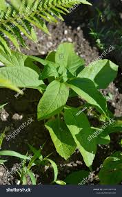 Attēlu rezultāti vaicājumam “Scopolia carniolica leaf”