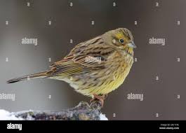 Attēlu rezultāti vaicājumam “Emberiza citrinella juvenile”