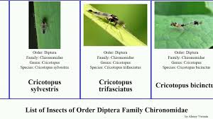 Attēlu rezultāti vaicājumam “Cricotopus”