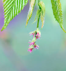 Attēlu rezultāti vaicājumam “Carpinus betulus female flower”
