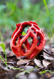 Attēlu rezultāti vaicājumam “Clathrus ruber”