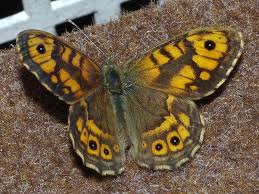 Attēlu rezultāti vaicājumam “Lasiommata megera underside”