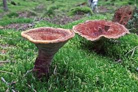 Attēlu rezultāti vaicājumam “Onnia triquetra”