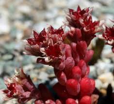 Image result for Mauerpfeffer