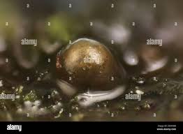 Attēlu rezultāti vaicājumam “Colloderma sp.”