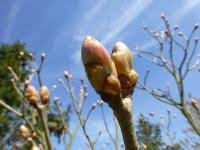 Attēlu rezultāti vaicājumam “Aesculus x hybrida bud”
