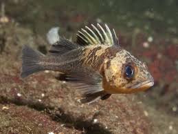 Image result for Sebastes