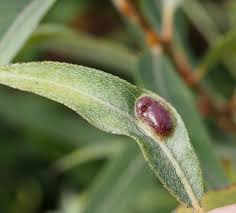 Attēlu rezultāti vaicājumam “Pontania proxima”