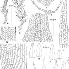 Attēlu rezultāti vaicājumam “Pleuridium subulatum”
