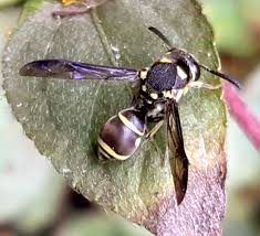 Attēlu rezultāti vaicājumam “Eumenidae”