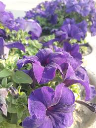 Image result for Petunie