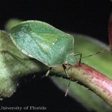 Attēlu rezultāti vaicājumam “Pentatomidae”
