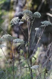 Attēlu rezultāti vaicājumam “Angelica sylvestris fruit”