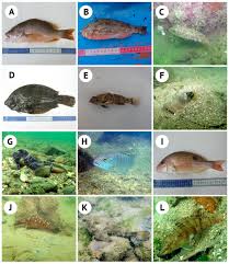 Image result for Lutjanus alexandrei